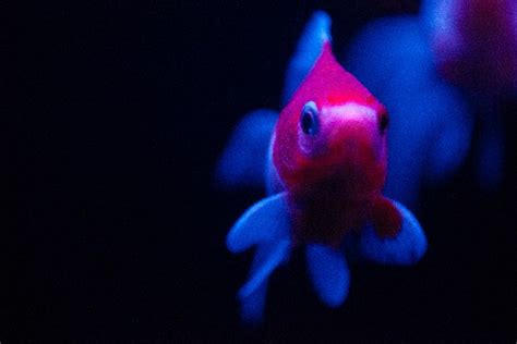 金魚 生命力|金魚の特徴を知ればもっと愛おしくなる！金魚の生体。